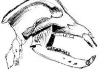 Mamute
