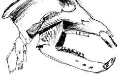 Mamute