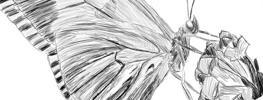 borboleta-930x387